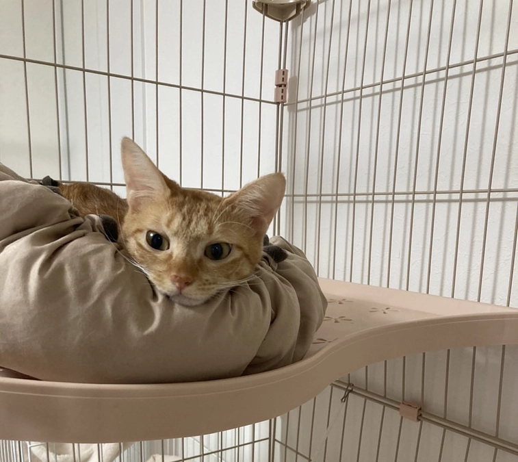 今日のモカ（経過観察8日目）🐱⭐️