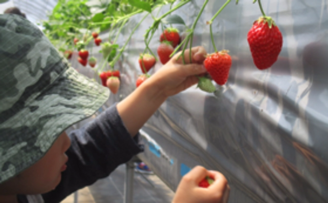 【来れる方向け】感謝のメールといちごの株抜き取り体験ご案内