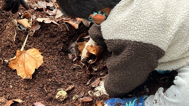 愛知教育大学/竹チップで子どもたちにカブトムシに触れる体験を。