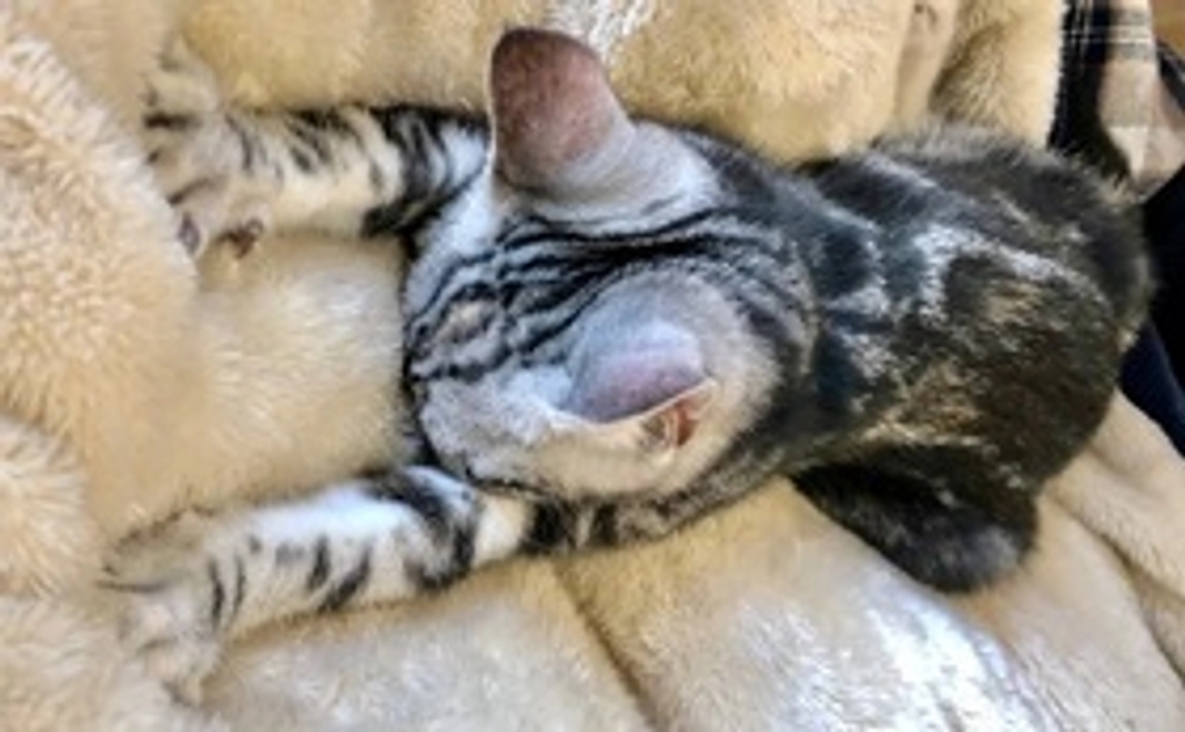 2,000円応援コース