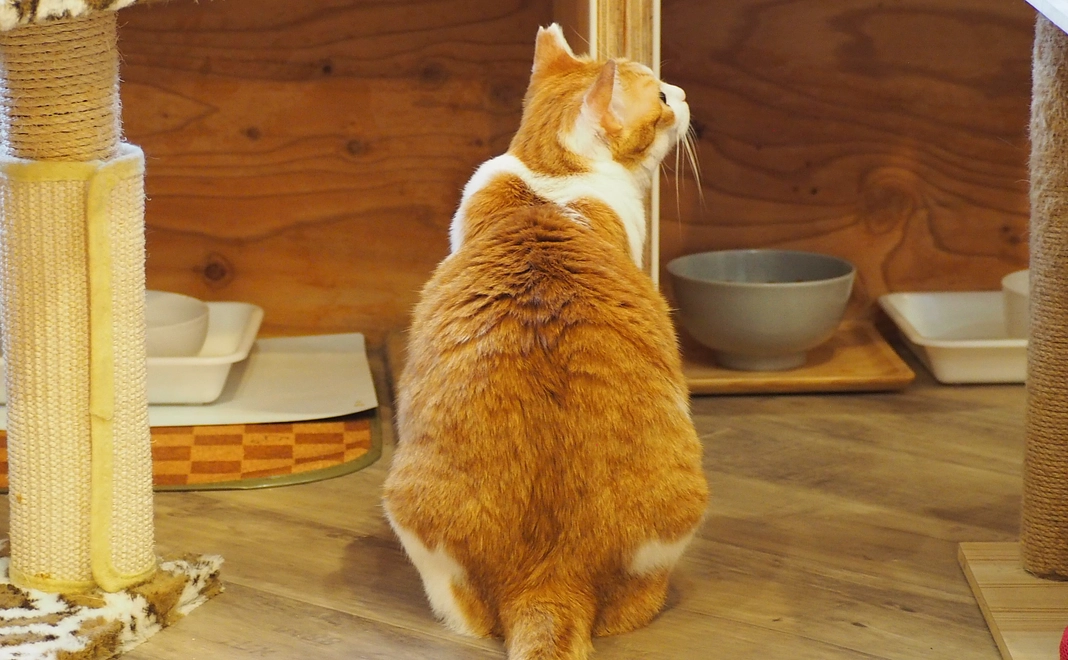 感謝のメール　3000円コース