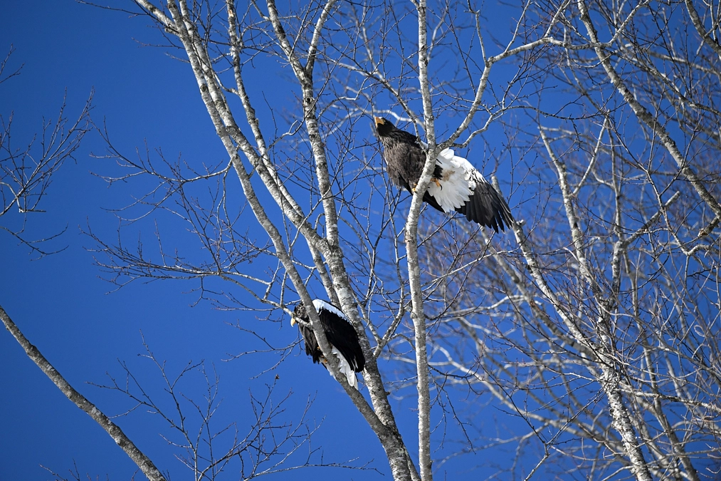 オオワシ・オジロワシ一斉調査を終えて