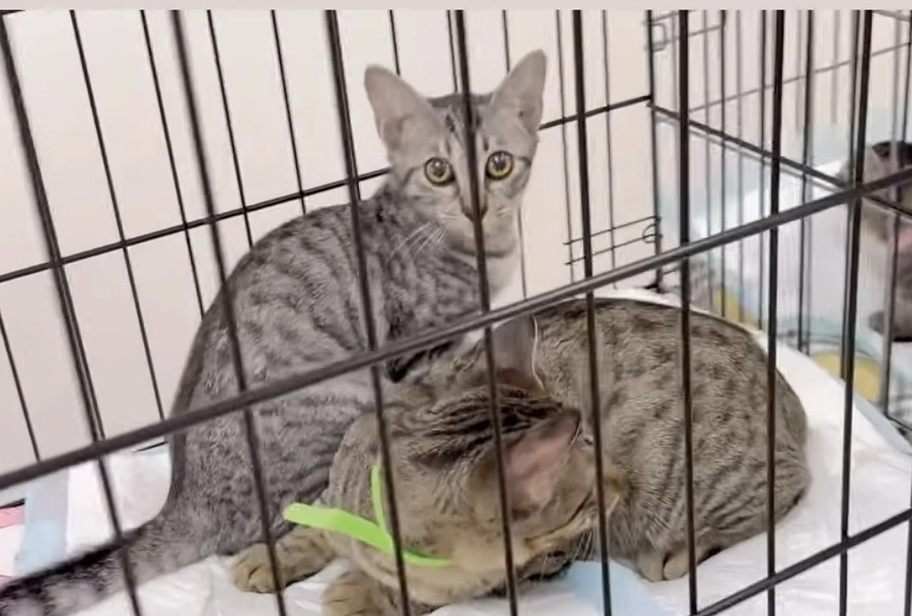 譲渡会に参加しました！