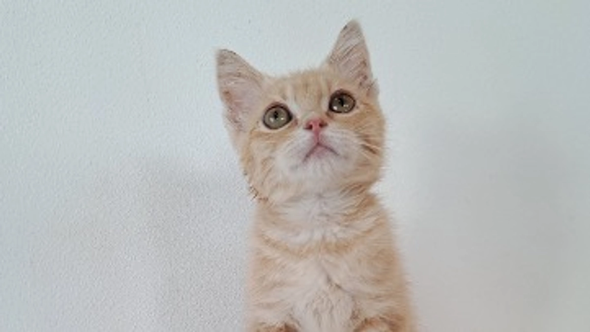 【あと8時間】残り54万円！応援コメントのご紹介します！