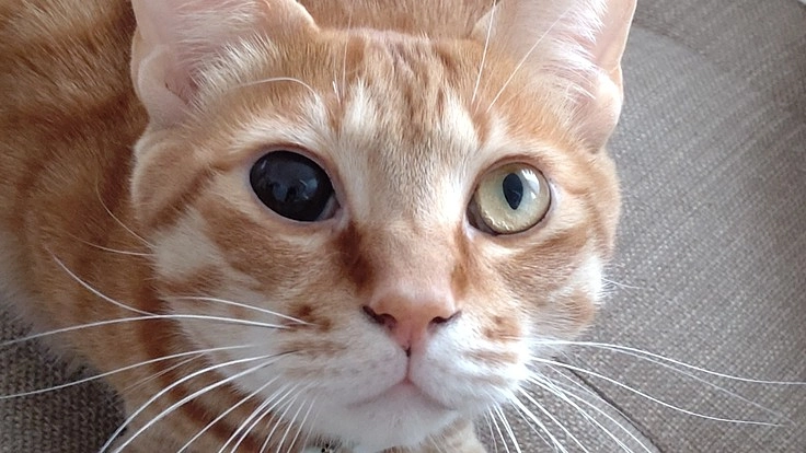 2歳の愛猫が癌になってしまいました