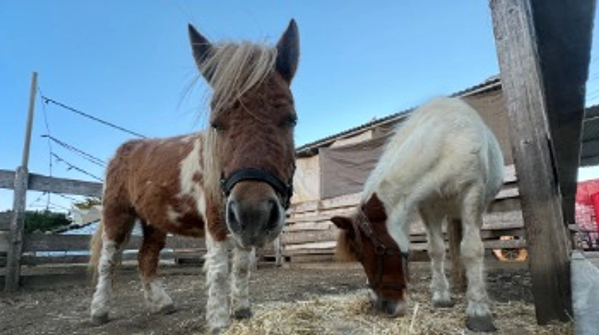 残りわずか4日！