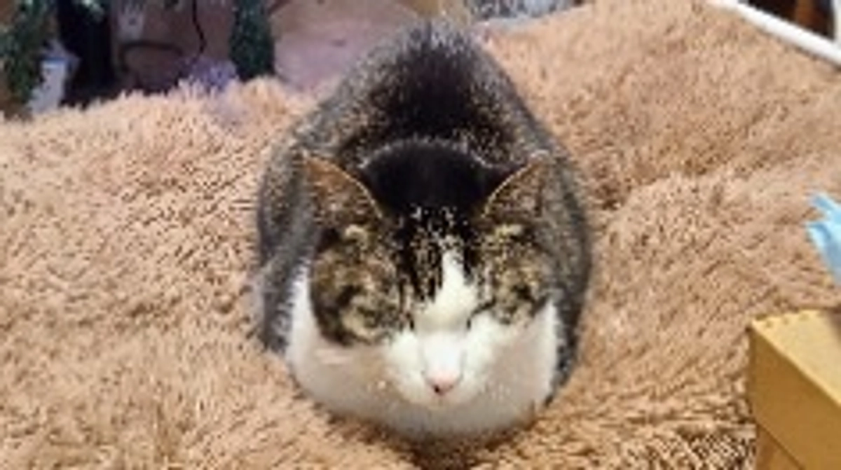 元保護猫「カケル」の記録2