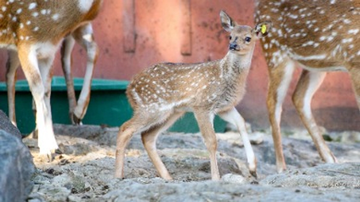 12月26日(火) 進捗報告・動物紹介〜アキシスジカの仔の誕生〜