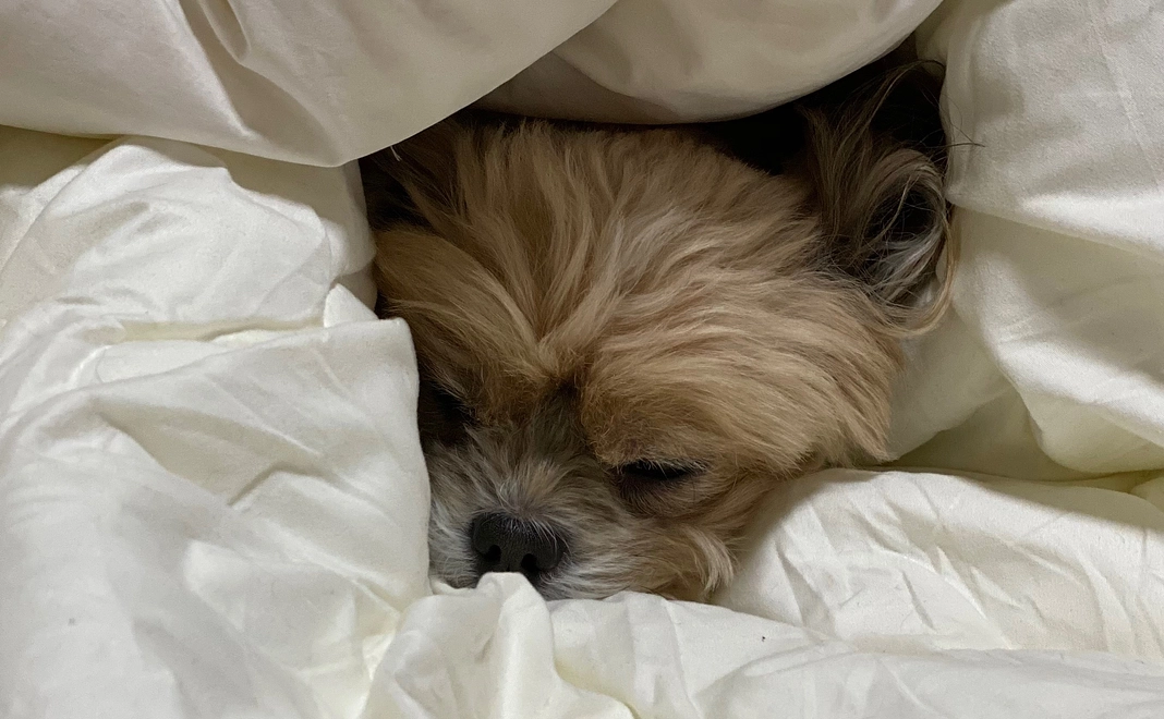 ▼2.ぼくをたすけてください