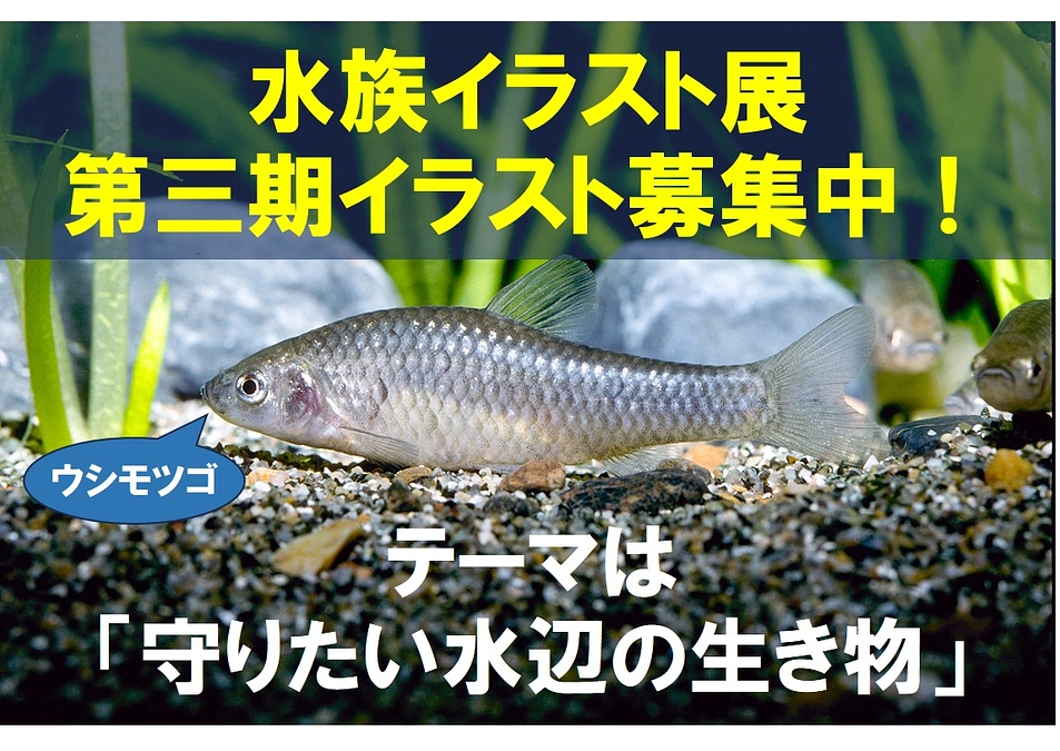 水族イラスト展第三期イラスト募集中です！