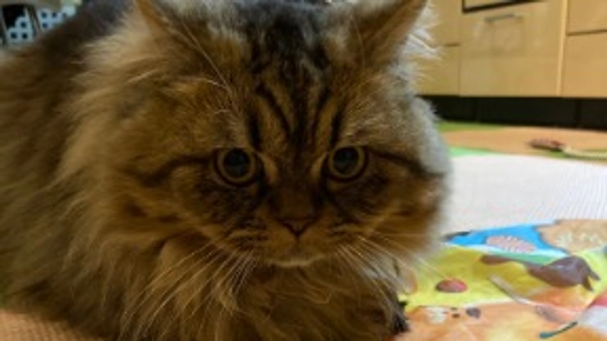 あずきのダイエット