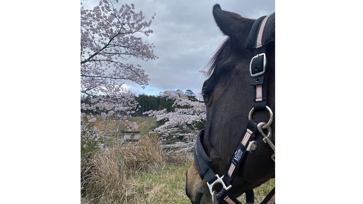 引退競走馬を次のキャリアへ繋げたい! 6枚目
