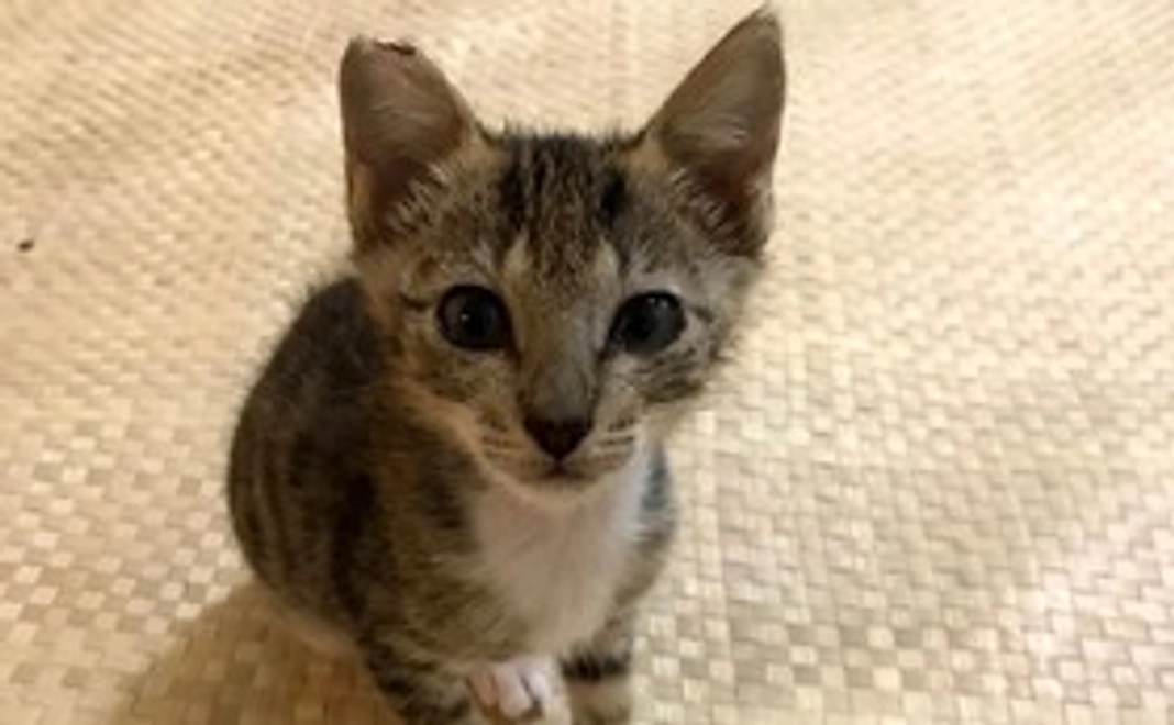 パラオの動物応援プラン