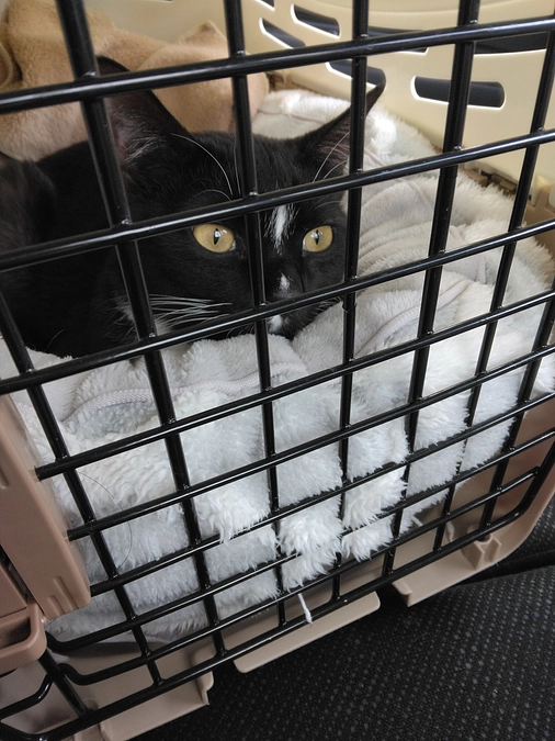 2/15はなちゃんの様子(発作あり)