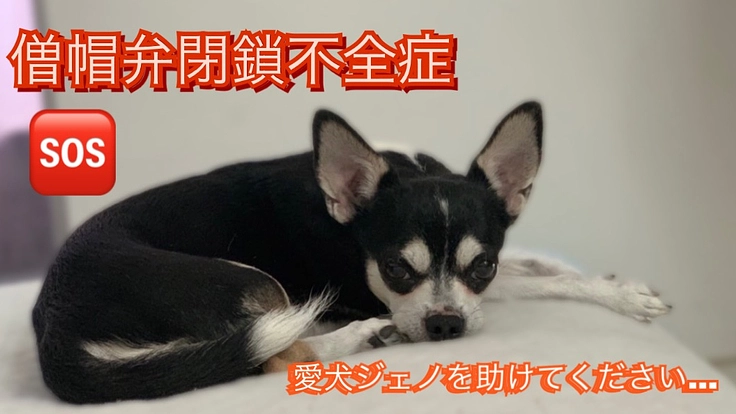 手術しなければ余命わずか…僧帽弁閉鎖不全症のジェノを助けてください