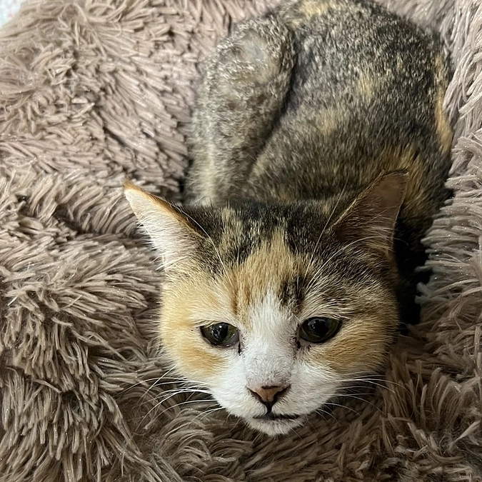 第１号 ハナちゃん 改め 「みぃちゃん」ずっとのお家が決まりました