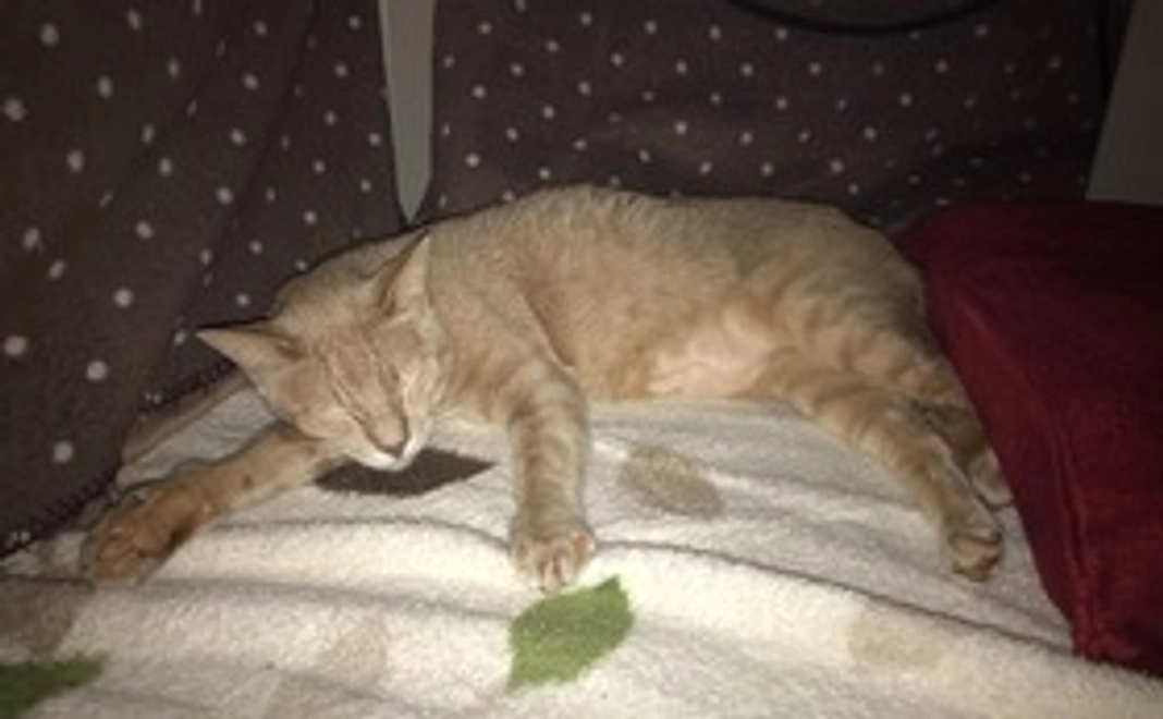 【全額支援】ムギちゃん頑張って！