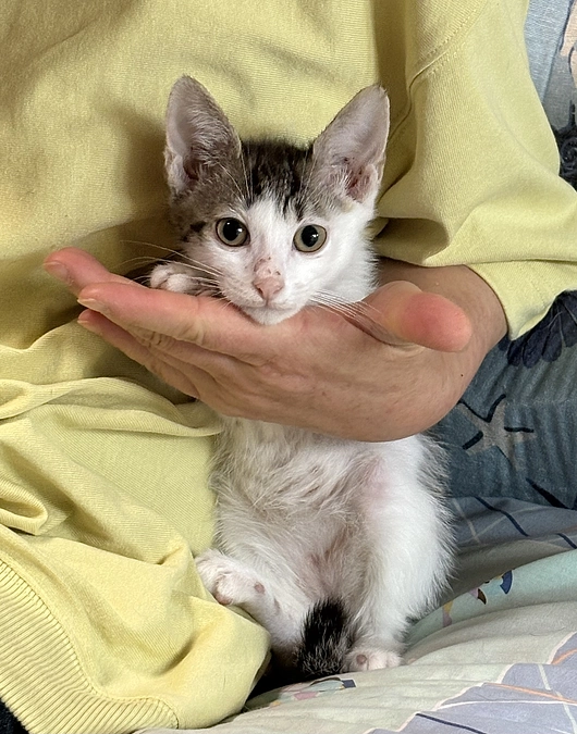 正式譲渡とトライアル