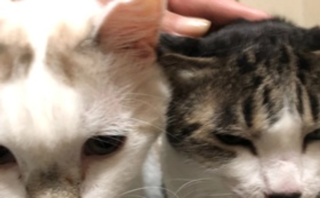 なでなで大好き