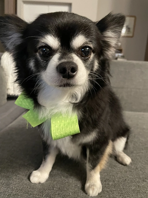 シャンプーしました