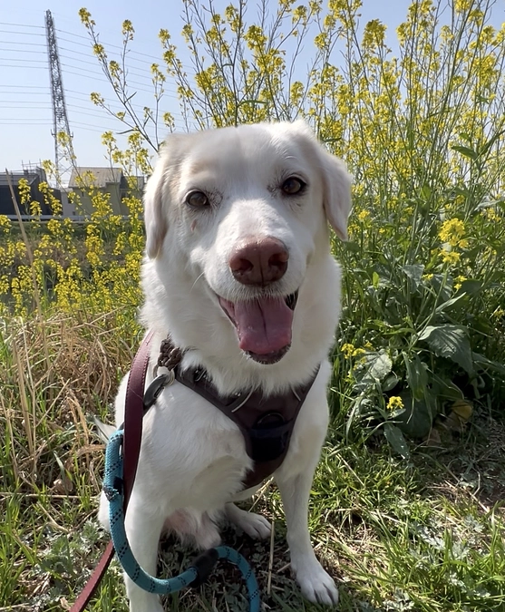 ページ訪問者700人を超えたところ。ありがとうございます。ボランティアの胸のうち　Sさん