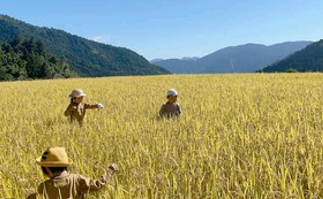 稲作参加と見守権・棚田米10kg　Experience Rice Cultivation at the Yaeji