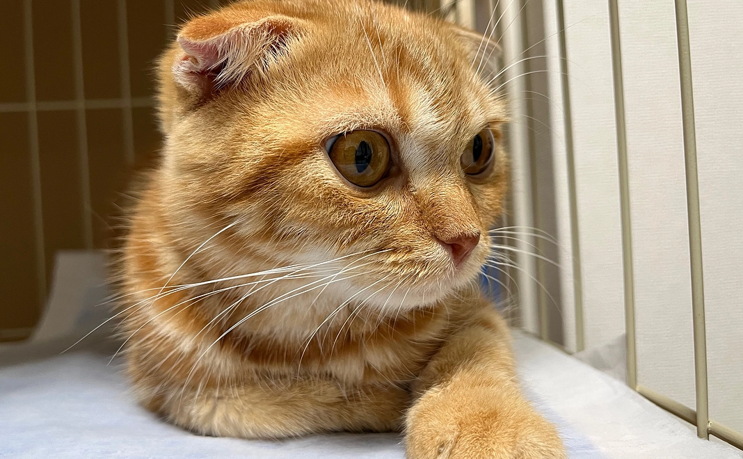 ご支援よろしくお願いいたします!ふうの画像1枚、感謝のメールをお送りいたします。