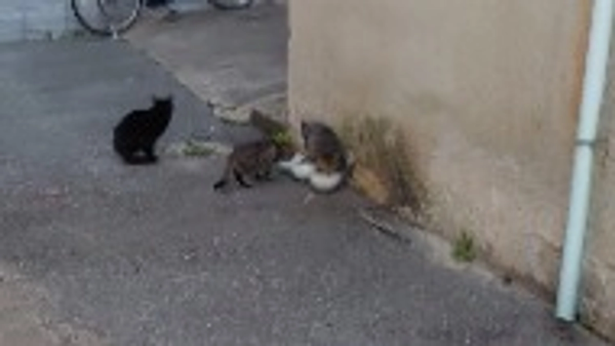 4月6日　不妊手術明細書