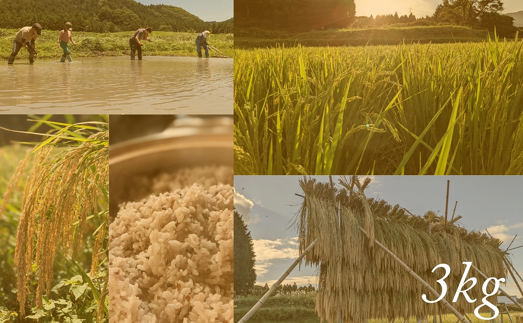自然農のお米3㎏