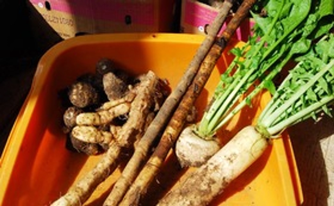杜仲茶&里芋・ごぼうセット