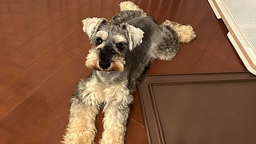 先天性門脈シャントのミニチュアシュナウザー「ボク」を助けてくだい！ のトップ画像