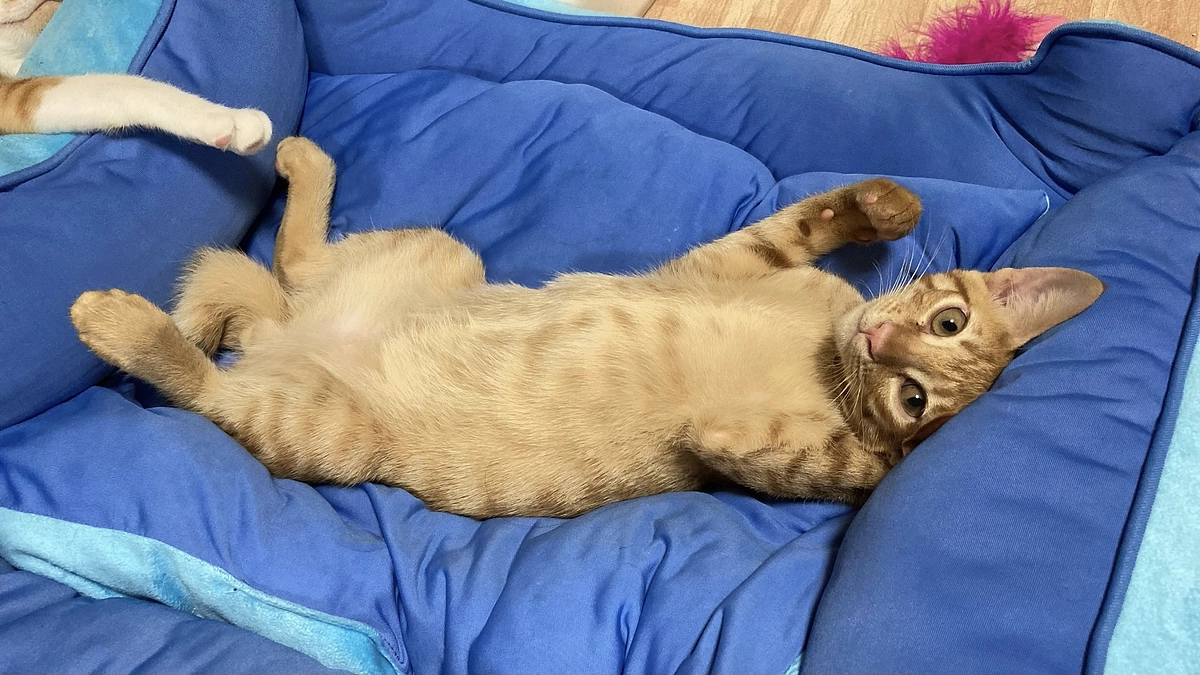 12/30  琥珀の3回目の月命日でした