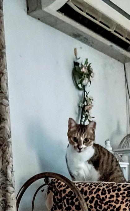 シェルターの猫