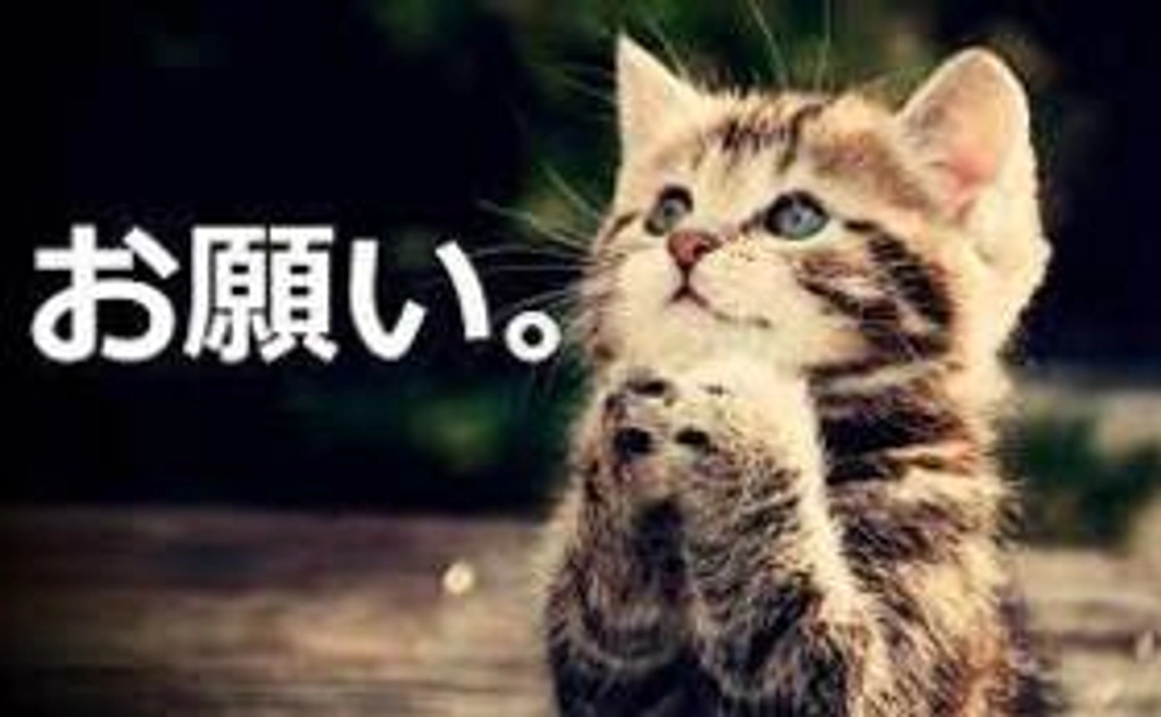 【猫好きな方に】毎月応援！にゃんこちゃんコース