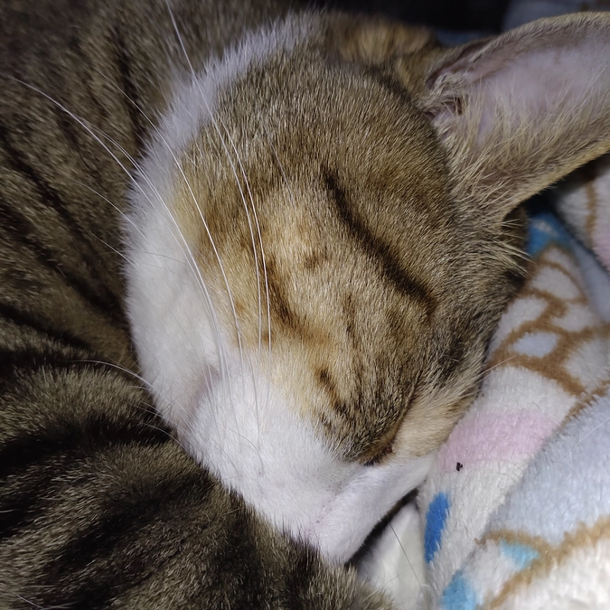 ボブ君💕も　まんまる💤