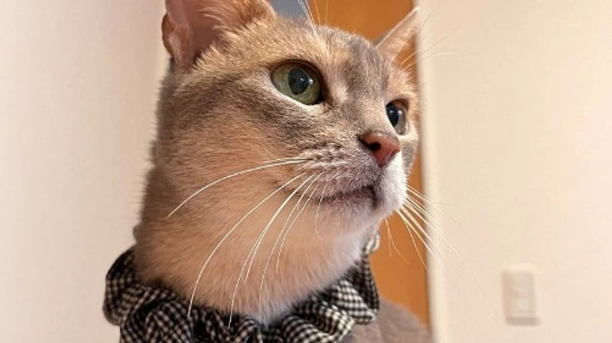 【残り1週間！ラストスパートです！】あびちゃん、5年目の幸せ通信🎵