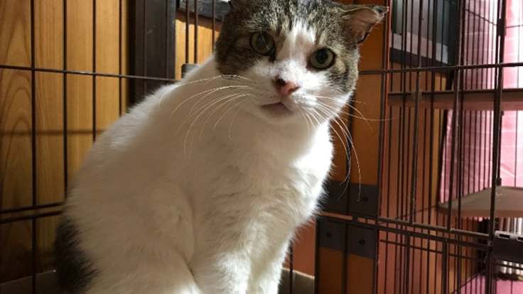 捨て猫だったエイズのきっちゃんを最後まで幸せにしてあげたい！