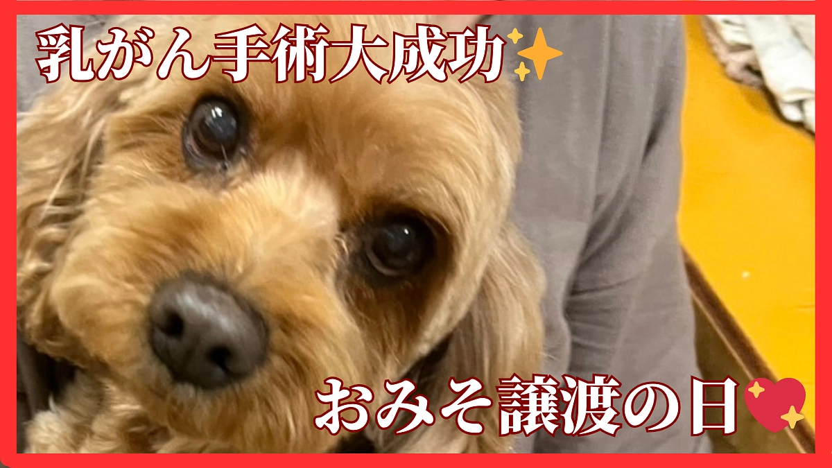 大手術から回復したおみそ✨️元気でね!!里親さんと幸せに💖