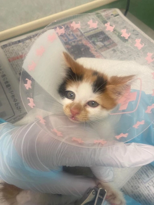小さな命の、小さな奇跡～みなさんありがとう、わたしげんきになりました（三毛猫ベビーのサンより）