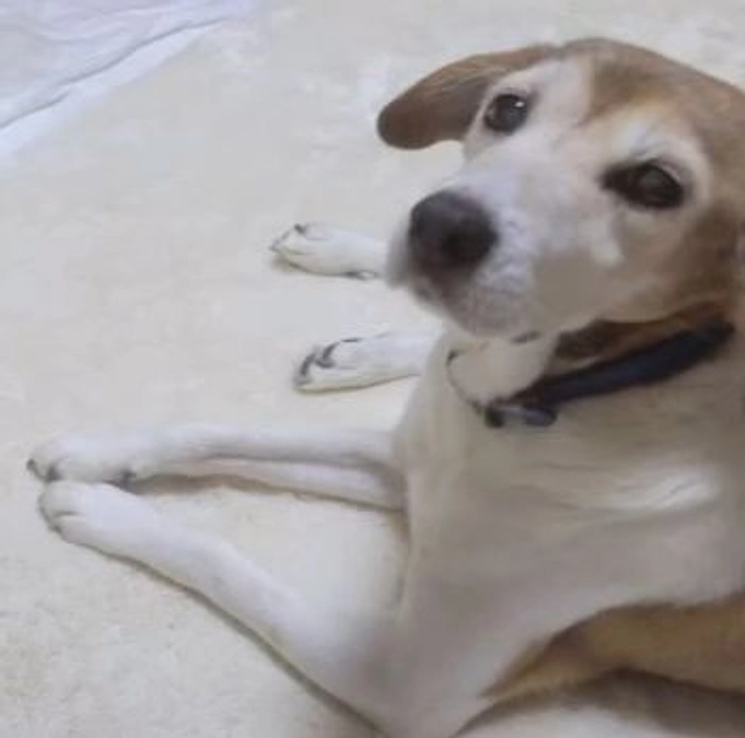 まるお君、奇跡が起きてまた歩けるようになりました。