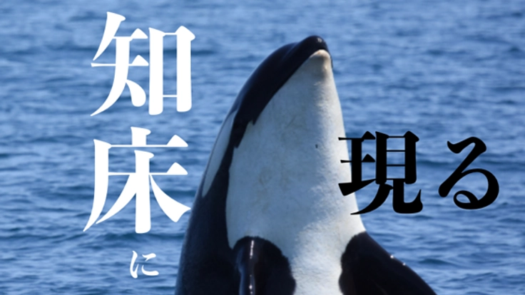 シャチに出会える海、知床羅臼。その謎を解く海中のヒントを探れ