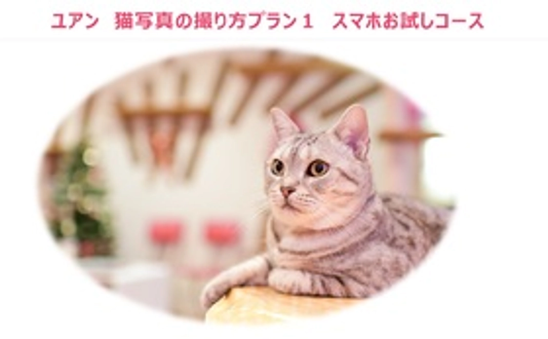 ユアン　猫写真の撮り方プラン１　スマホお試しコース　『スマホで猫カフェたまねこの猫ちゃんを一緒に気軽に撮りましょう』