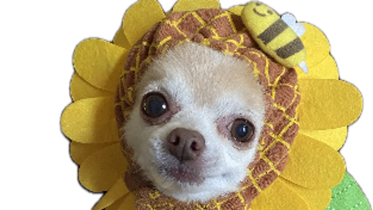 ヒマワリの約束