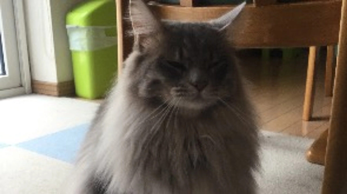 なんと50%に達しました！