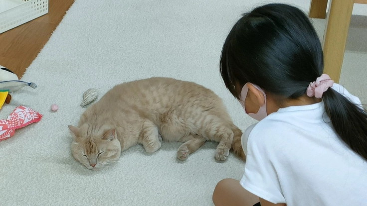 猫ファーストな猫カフェの経営維持にご支援を !