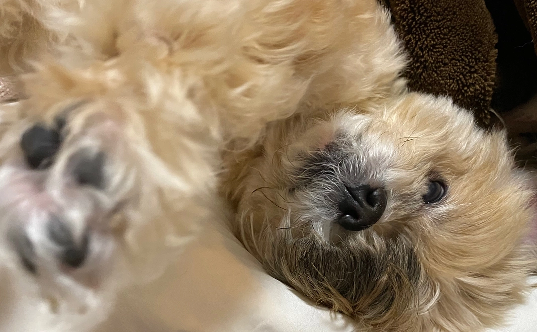 ▼1.ぼくをたすけてください