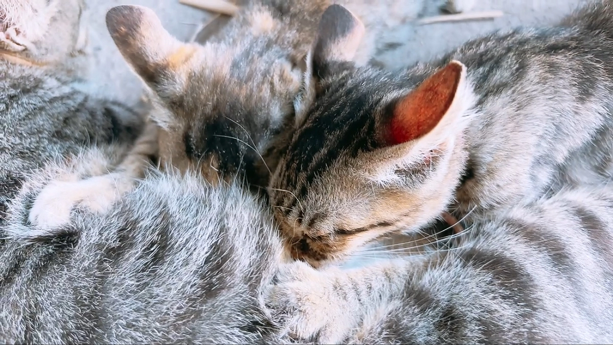 夏を乗り切りました(=^x^=)