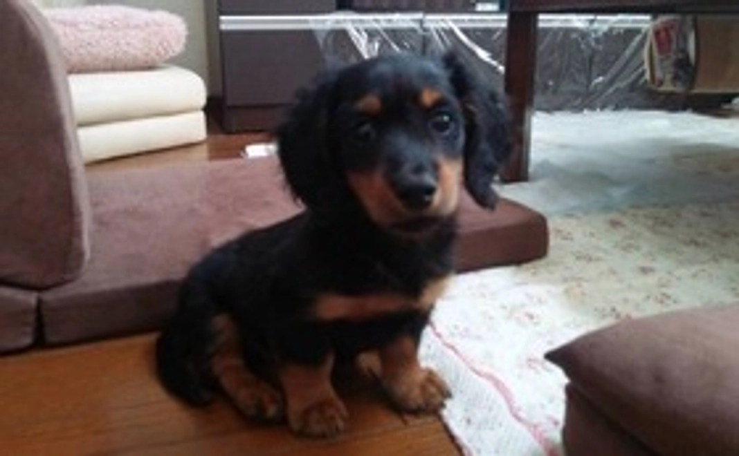 感謝の手紙とえびぞうのキーホルダーをお送りいたします。