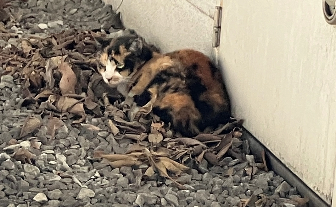 20000円支援コース