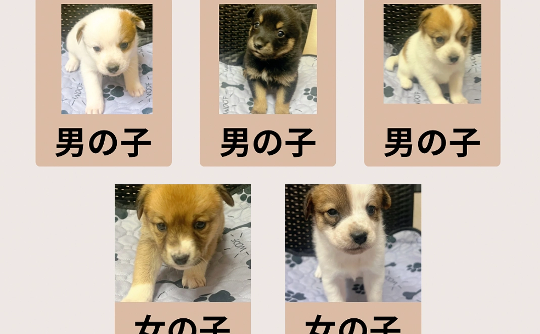 特別パートナーコース